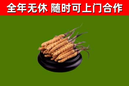 青岛烟酒回收冬虫夏草.jpg